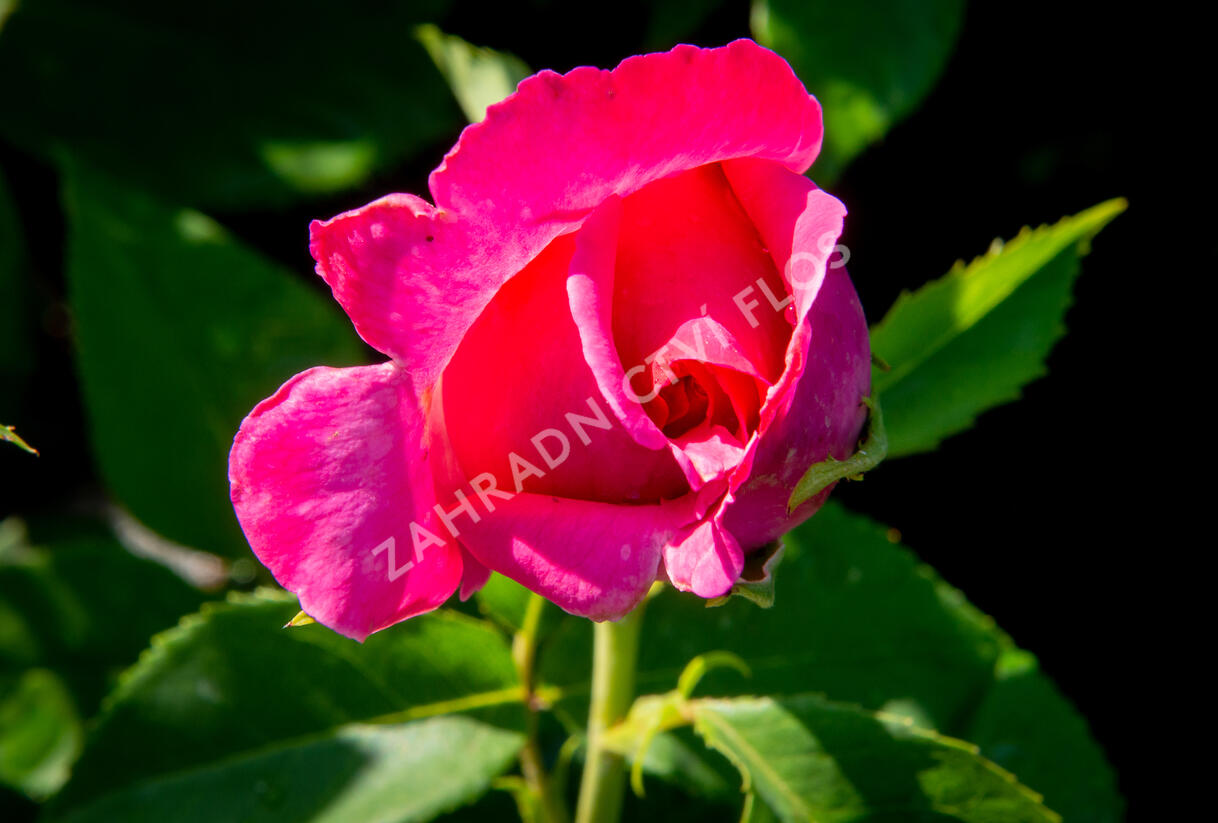 Růže velkokvětá Meilland 'Caprice de Meilland' - Rosa VK 'Caprice de Meilland'