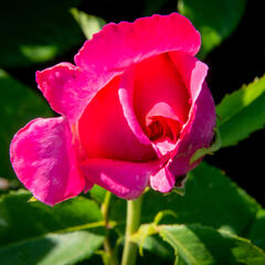 Růže velkokvětá Meilland 'Caprice de Meilland' - Rosa VK 'Caprice de Meilland'