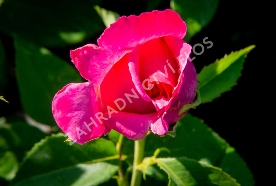 Růže velkokvětá Meilland 'Caprice de Meilland' - Rosa VK 'Caprice de Meilland'