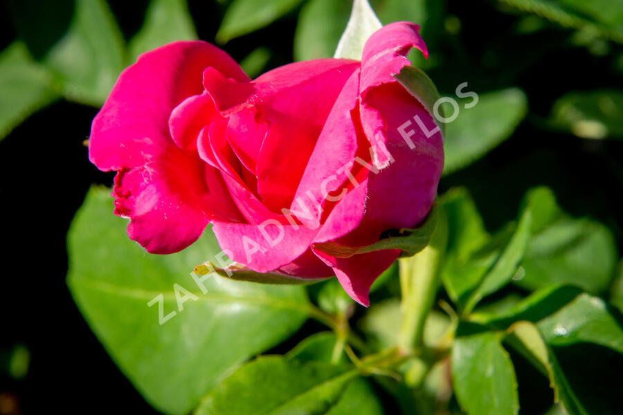 Růže velkokvětá Meilland 'Caprice de Meilland' - Rosa VK 'Caprice de Meilland'