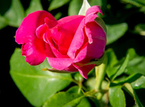 Růže velkokvětá Meilland 'Caprice de Meilland' - Rosa VK 'Caprice de Meilland'
