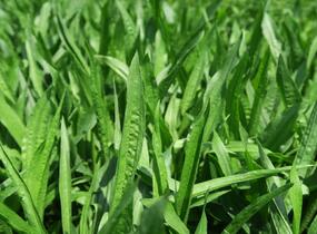Jitrocel kopinatý - Plantago lanceolata