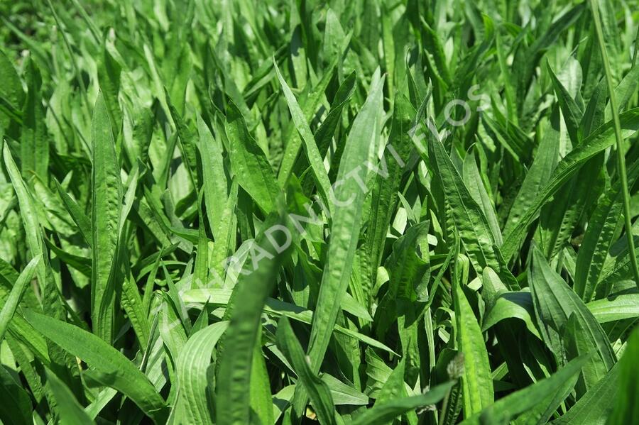 Jitrocel kopinatý - Plantago lanceolata
