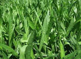 Jitrocel kopinatý - Plantago lanceolata