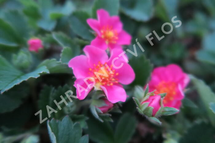 Jahodník 'Lipstick' - Fragaria 'Lipstick'