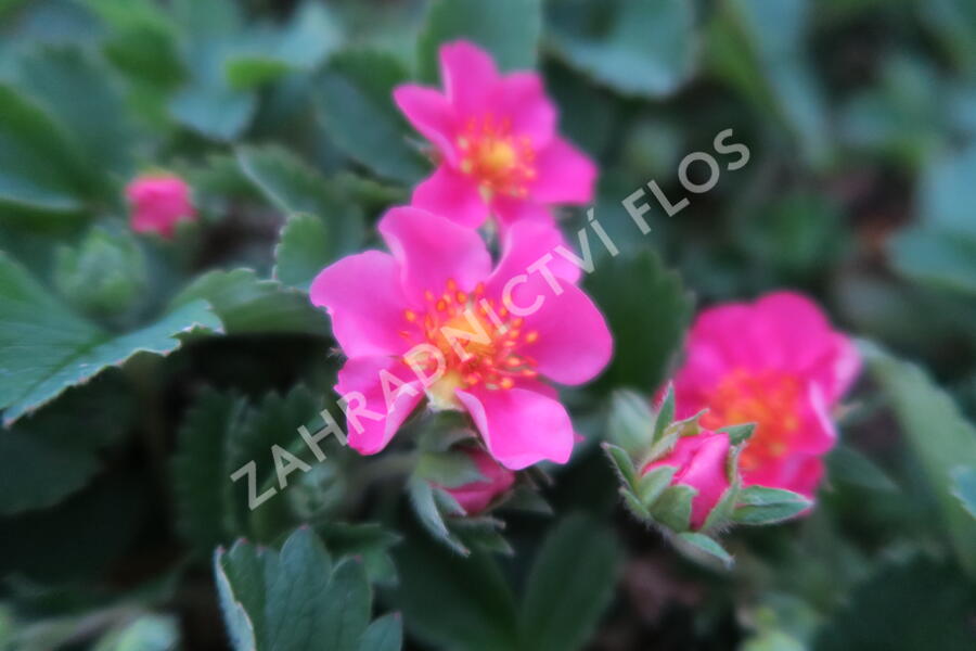 Jahodník 'Lipstick' - Fragaria 'Lipstick'