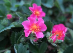 Jahodník 'Lipstick' - Fragaria 'Lipstick'