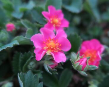 Jahodník 'Lipstick'