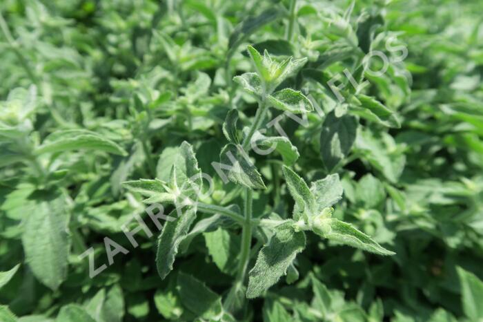 Máta dlouholistá 'Gine' - Mentha longifolia 'Gine'
