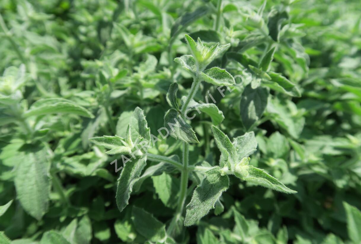 Máta dlouholistá 'Gine' - Mentha longifolia 'Gine'