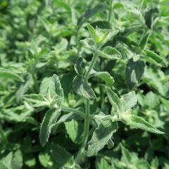 Máta dlouholistá 'Gine' - Mentha longifolia 'Gine'