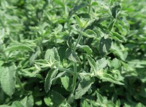 Máta dlouholistá 'Gine' - Mentha longifolia 'Gine'