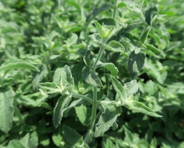 Máta dlouholistá 'Gine'