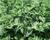 Máta dlouholistá 'Gine'