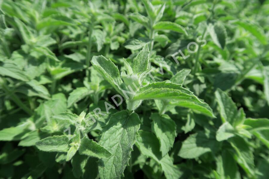 Máta dlouholistá 'Gine' - Mentha longifolia 'Gine'