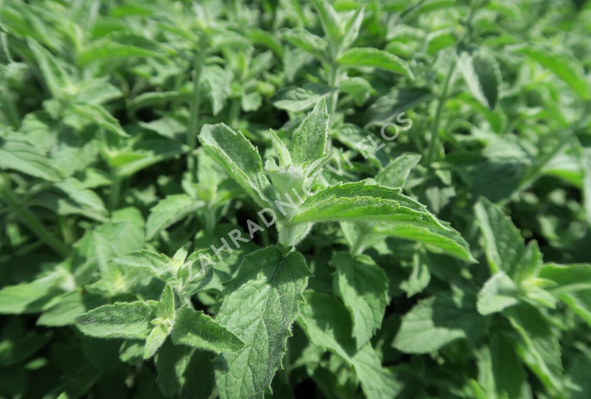 Máta dlouholistá 'Gine' - Mentha longifolia 'Gine'