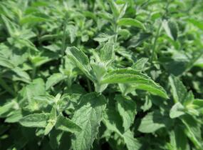 Máta dlouholistá 'Gine' - Mentha longifolia 'Gine'