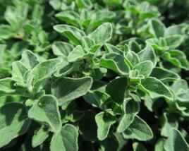 Oregano obecné, dobromysl 'Poncho'