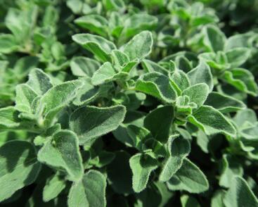 Oregano obecné, dobromysl 'Poncho'