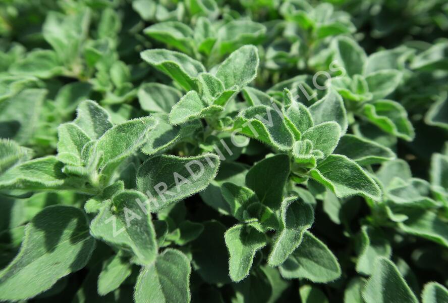 Oregano obecné, dobromysl 'Poncho' - Origanum vulgare 'Poncho'