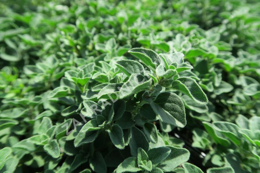Oregano (Dobromysl) obecné 'Poncho' - Origanum vulgare 'Poncho'