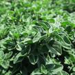 Oregano (Dobromysl) obecné 'Poncho' - Origanum vulgare 'Poncho'