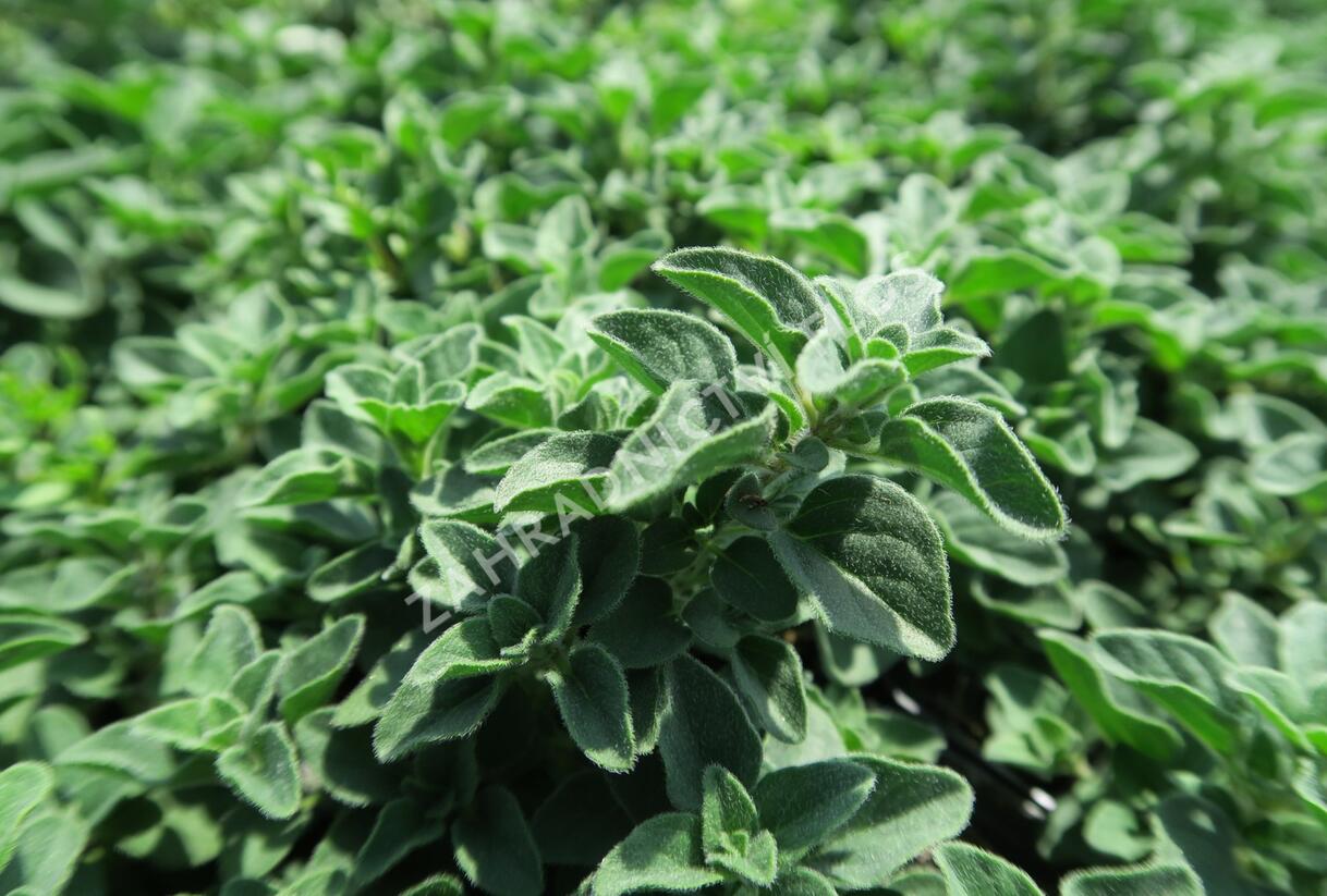 Oregano obecné, dobromysl 'Poncho' - Origanum vulgare 'Poncho'