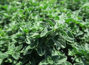 Oregano obecné, dobromysl 'Poncho' - Origanum vulgare 'Poncho'