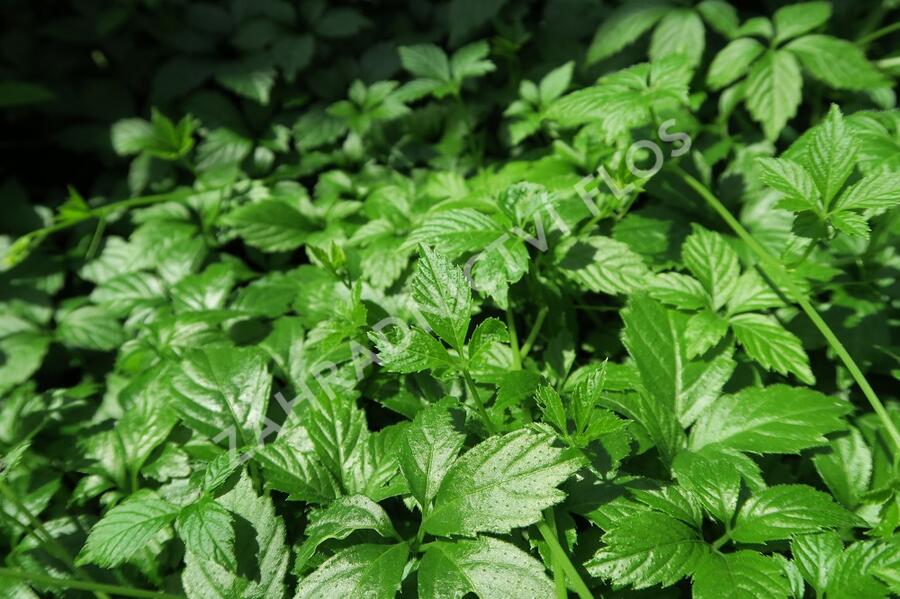 Řepík lékařský - Agrimonia eupatoria
