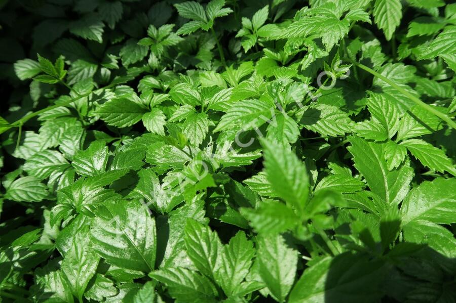 Řepík lékařský - Agrimonia eupatoria