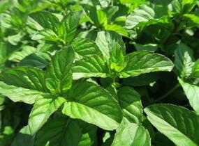 Máta peprná 'Tachi' - Mentha piperita 'Tachi'