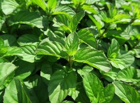 Máta peprná 'Tachi' - Mentha piperita 'Tachi'