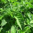 Máta peprná 'Aura' - Mentha piperita 'Aura'