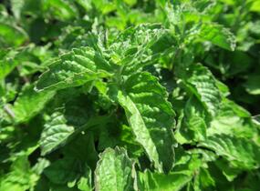 Máta peprná 'Aura' - Mentha piperita 'Aura'