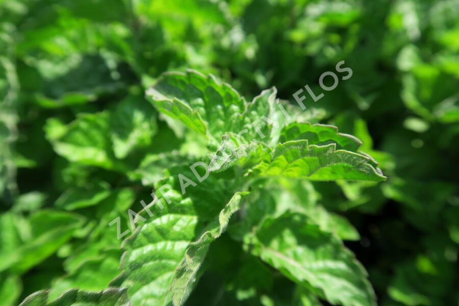 Máta peprná 'Aura' - Mentha piperita 'Aura'