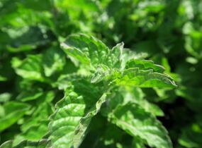 Máta peprná 'Aura' - Mentha piperita 'Aura'
