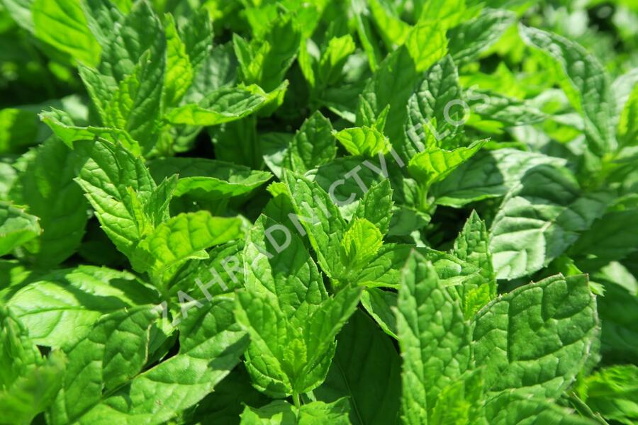 Máta peprná 'Garden Mint' - Mentha piperita 'Garden Mint'