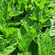 Máta peprná 'Garden Mint' - Mentha piperita 'Garden Mint'