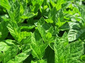 Máta peprná 'Garden Mint' - Mentha piperita 'Garden Mint'