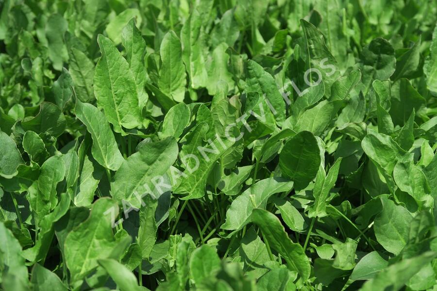 Šťovík kyselý - Rumex acetosa