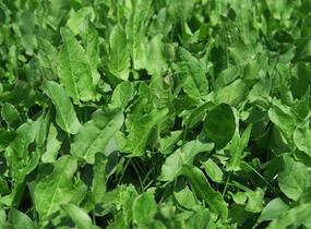 Šťovík kyselý - Rumex acetosa