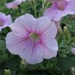 Petúnie 'Sweet Pleasure Patio Cherry Vein' - Petunia hybrida 'Sweet Pleasure Patio Cherry Vein'