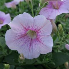 Petúnie 'Sweet Pleasure Patio Cherry Vein' - Petunia hybrida 'Sweet Pleasure Patio Cherry Vein'