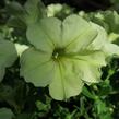 Petúnie 'Pegasus Patio Lemon' - Petunia hybrida 'Pegasus Patio Lemon'
