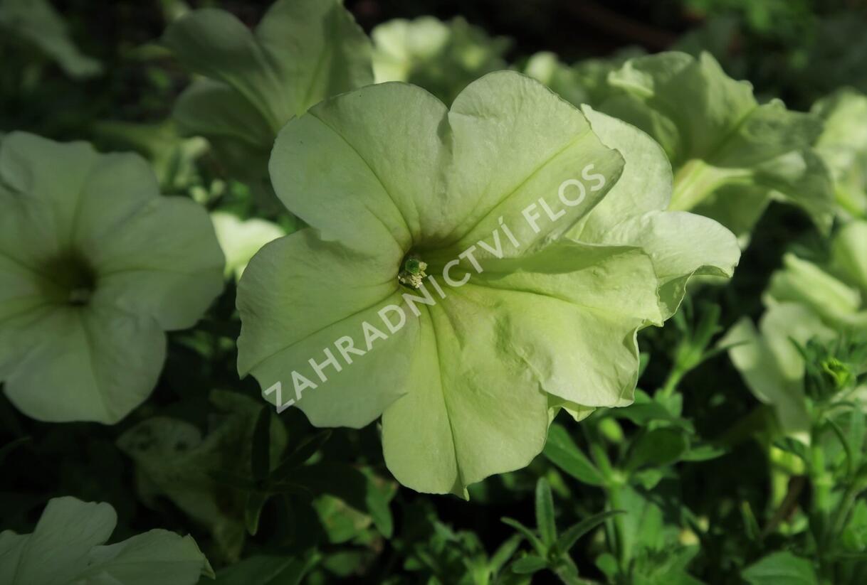 Petúnie 'Pegasus Patio Lemon' - Petunia hybrida 'Pegasus Patio Lemon'
