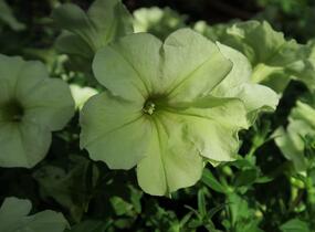 Petúnie 'Pegasus Patio Lemon' - Petunia hybrida 'Pegasus Patio Lemon'