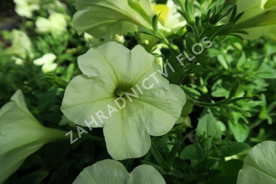 Petúnie 'Pegasus Patio Lemon' - Petunia hybrida 'Pegasus Patio Lemon'