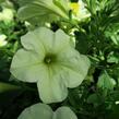 Petúnie 'Pegasus Patio Lemon' - Petunia hybrida 'Pegasus Patio Lemon'