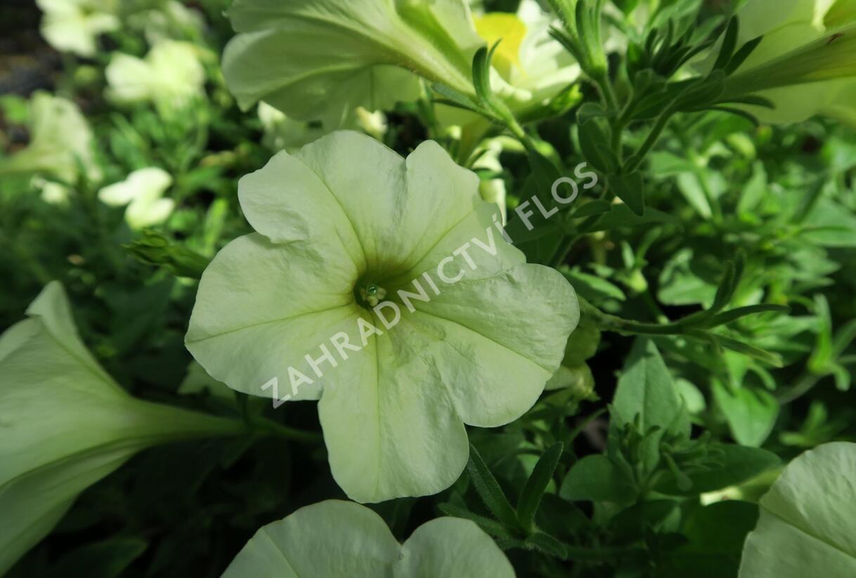 Petúnie 'Pegasus Patio Lemon' - Petunia hybrida 'Pegasus Patio Lemon'