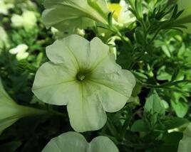 Petúnie 'Pegasus Patio Lemon'